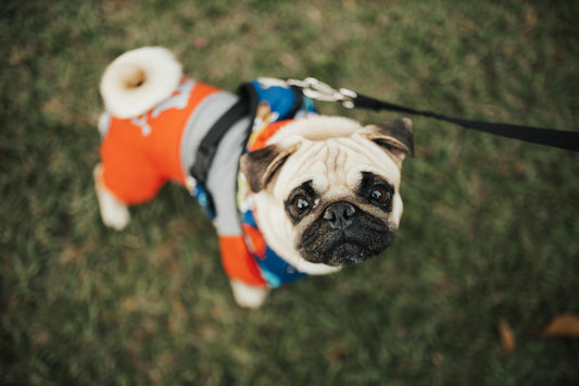 Style Meets Safety: Choosing the Perfect Collars, Leashes, and Harnesses for Pets