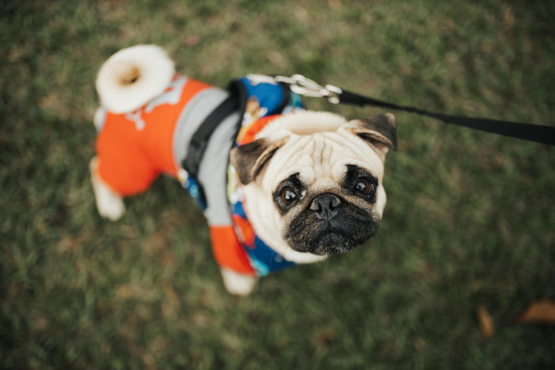 time Purrfection: How Cat Toys Enrich Feline Lives