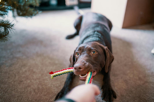 Playtime Essentials: The Joy and Benefits of Dog Toys